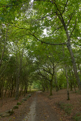 Fototapeta premium Atlantic Forest of northwestern Spain in autumn