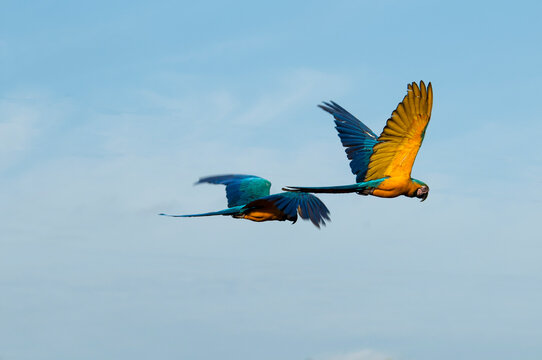 Casal de araras no Parque Nacional das Emas em vo&ocirc;.