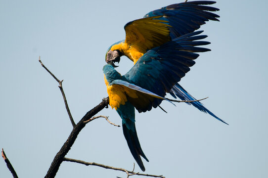 Casal de araras no Parque Nacional das Emas - tentativa de acasalamento.