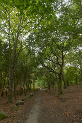 Fototapeta premium Atlantic Forest of northwestern Spain in autumn
