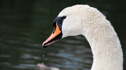 mute swan 