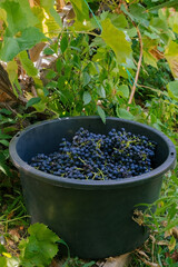 basin with dark grapes, harvesting concept
