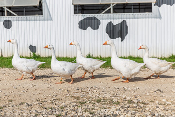 White geese are walking in a row along the village road.