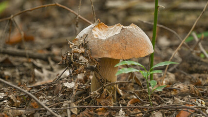 Funghi nel bosco in autunno, ripresi in primo piano, in settembre