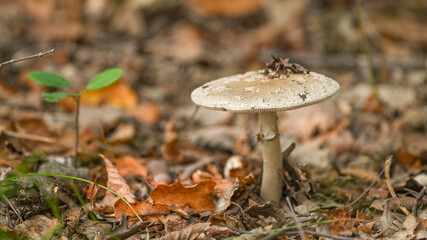 Funghi nel bosco in autunno, ripresi in primo piano, in settembre