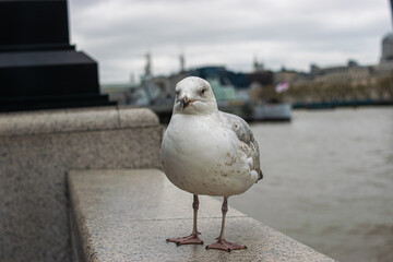 Photo of a little and beautiful seagull standing in front of the Tower Bridge in London during a cloudy day.