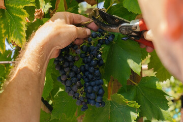 Naklejka na ściany i meble close up of male hands with pruning shears cutting a bunch of red grapes, winemaking and harvesting concept