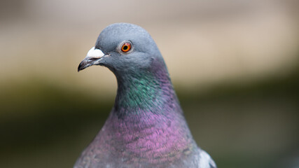 pigeon close up