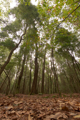 Atlantic Forest of northwestern Spain in autumn