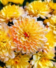 yellow chrysanthemum flowers