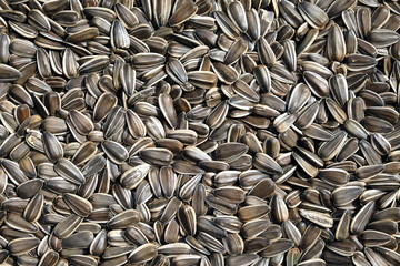 Lot of dry sunflower seeds as background top view close up