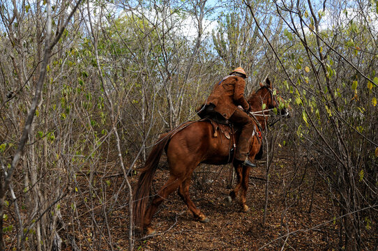 Pega do boi na caatinga - festa realizada no sert&atilde;o pernambucano