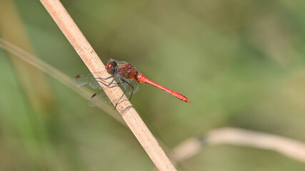 Libellula rossa posata sullo stelo d'erba, nel prato, in estate