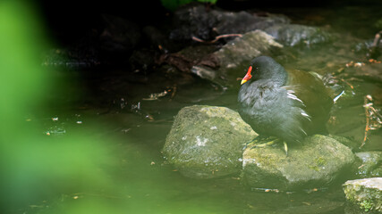 moorhen 