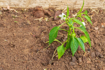 Pepper seedlings grow in the garden in summer