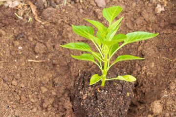 Pepper seedlings grow in the garden in summer