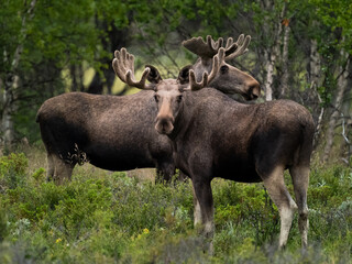 Naklejka na ściany i meble two moose standing close