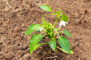 Pepper seedlings grow in the garden in summer