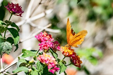 butterfly in a bud sucking nectar from the flower in the rain forest in Costa Rica