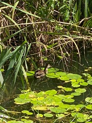Swimming duck pictures