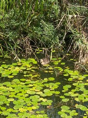 Swimming duck pictures