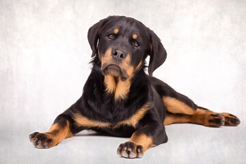 Fototapeta premium Rottweiler