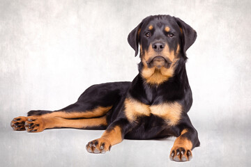 Rottweiler