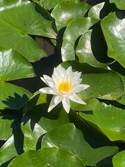 This is a picture of a lotus flower in a park lake.