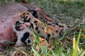 newborn piglets with her mother