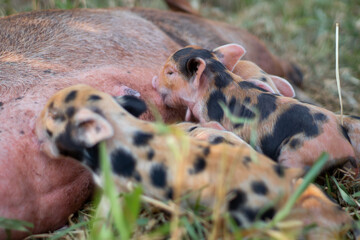 close up of newborn piglets breastfeeding