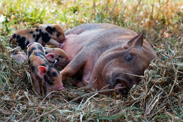 mother pig sleeping while his babies breastfeed