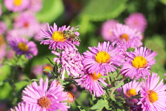 Little bee on autumn purple flowers. Floral blurred background. Summer, autumn, chrysanthemum concept