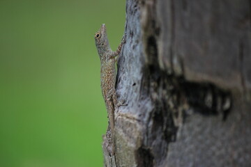 Pequeño Dinosaurio República Dominicana
