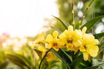 Yellow orchid in the garden.