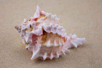 Fototapeta na wymiar On the white sand lies a pink seashell of an unusual shape. Macro photography of a marine theme. The beach is somewhere near the sea or ocean. Sunny day. Vacation or weekend