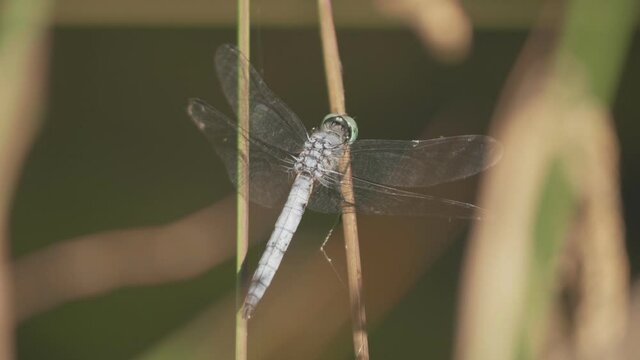 Dragonfly on tall grass cleans self and watches for prey