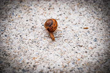snail on sidewalk