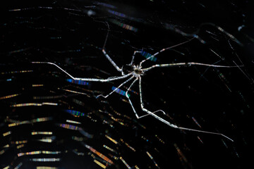 Spitting spider (Scytodes globula) suspended in its spider web on a black background and observing the detail of its thorax. Huancayo-Peru