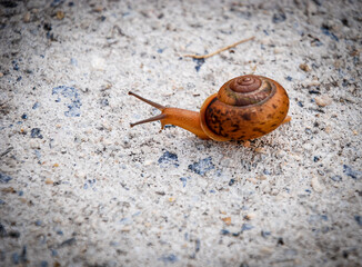 little snail on sidewalk