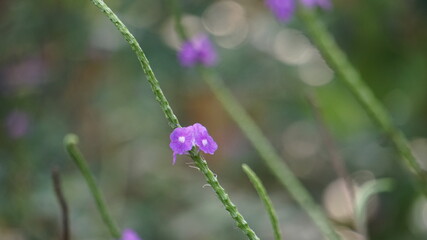 flower in the garden
