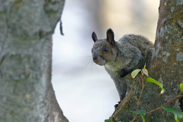 Obraz premium Greenish yellow-finch (Simosciurus nebouxii), individual perched on the trunk of a tree observing carefully. Lima-Peru