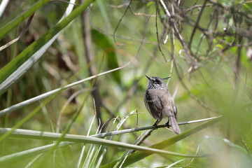 TUFTED TIT-TYRANT (Anairetes parulus) beautiful specimen in the wild, perched on the branches...
