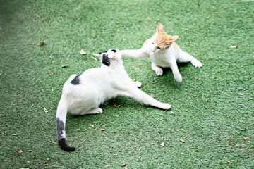 Nice cat in the garden