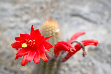 Cactus (Cleistocactus acanthurus), beautiful red bloom of this endemic cactus species from Peru,...