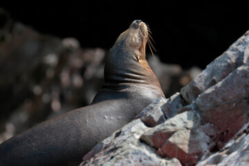 South American sea lion (Otaria flavescens), beautiful sea lion resting on the rocks during a sunny day in the Ballestas Islands in Paracas. Ica-Peru
