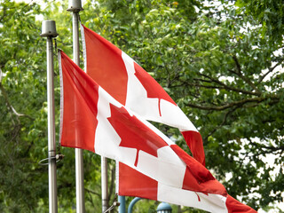 three Canadian flags waving slowly against a green forest background