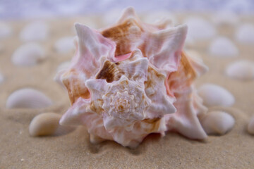 On the white sand lies a pink seashell of an unusual shape. Macro photography of a marine theme. The beach is somewhere near the sea or ocean. Sunny day. Vacation or weekend