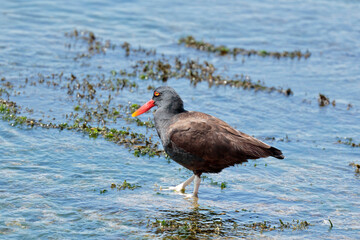 BLACKISH OYSTERCATCHER (Haematopus ater), beautiful specimen of black oystercatcher walking on the seashore looking for food. Ica - Peru