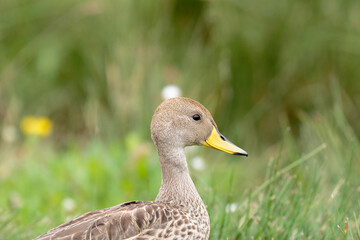 YELLOW-BILLED PINTAIL (Anas georgica) beautiful specimen in the wild, walking among the reeds inside an Andean lagoon. Huancayo-Peru