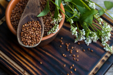Raw uncooked buckwheat. Ingredients for gluten-free porridge. sprig of buckwheat with white flowers.